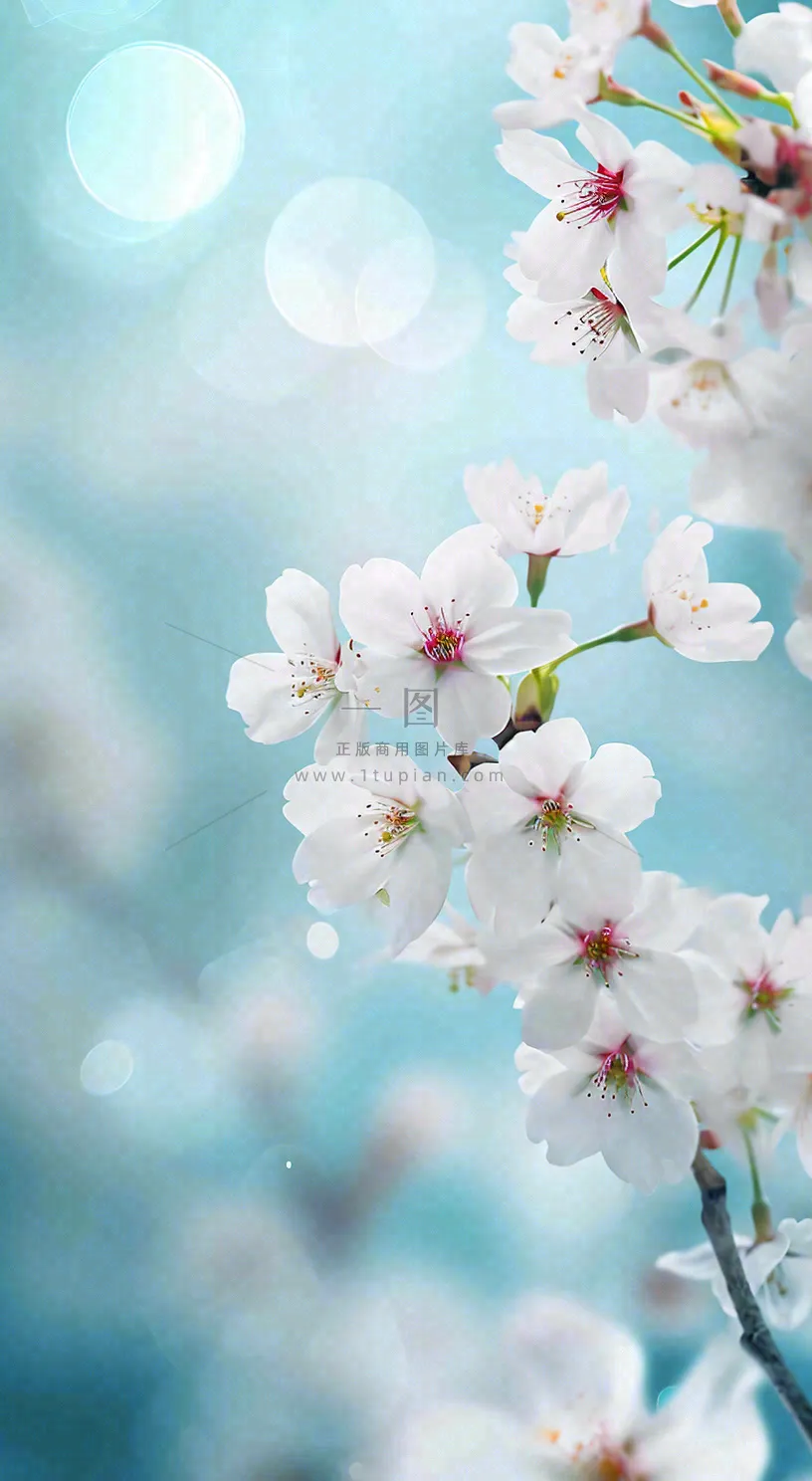 春天清新白色鲜花树枝,文艺新鲜浪漫摄影图