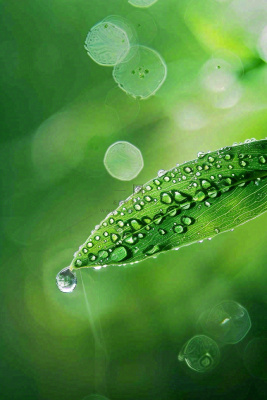 春天绿色叶子是的雨滴露珠雨水谷雨春分摄影图 春天绿色叶子是的雨滴露珠雨水谷雨春分摄影图