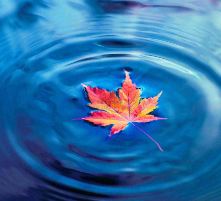 水面飘着的落叶枫叶秋天蓝色水面立秋寒露秋分摄影图