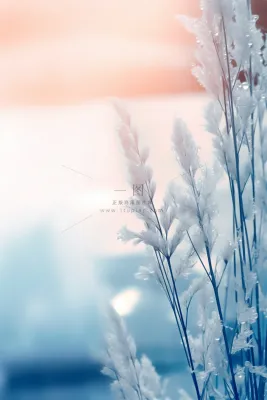 冰冷天气枝叶水珠背景 冰冷天气枝叶水珠背景