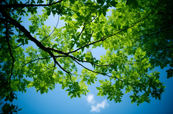 绿色的树枝和蓝天的照片风格仰拍摄影摄影图桌面壁纸