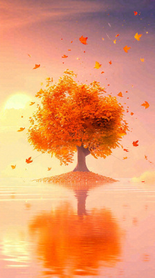 秋天树木的秋叶在河面上飘扬，金黄色温馨，秋分