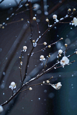 冬天雪花枝叶植物简约意境，冬季小雪大雪冬至摄影图