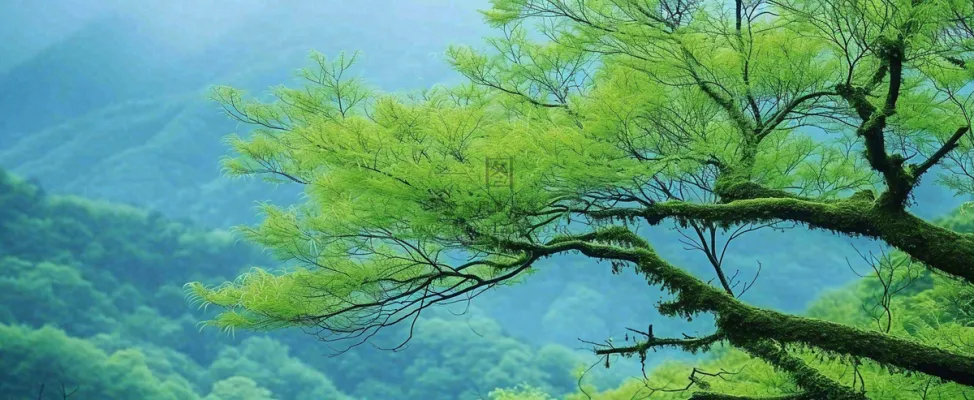 悬崖高山意境云层绿树树木特写