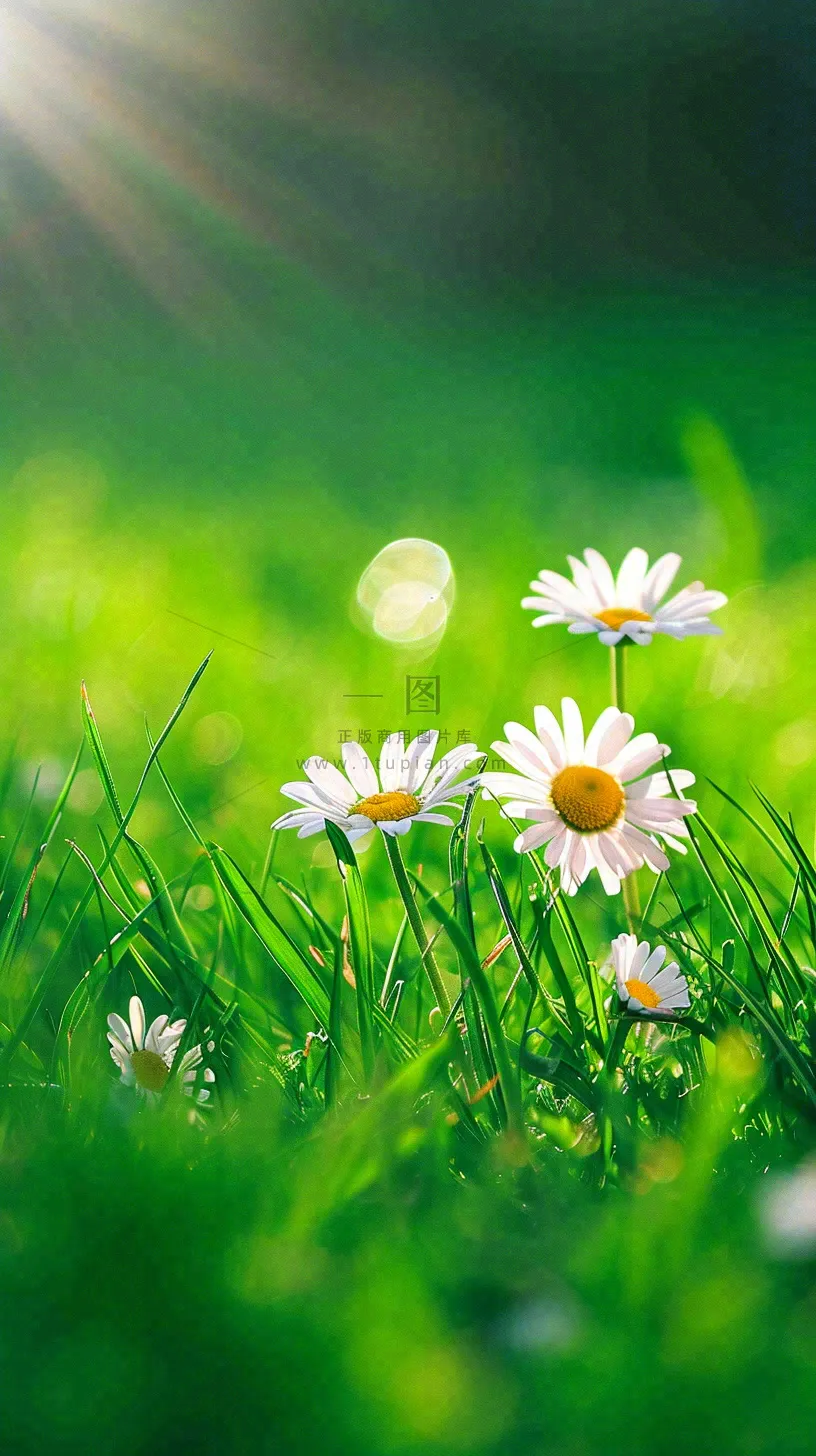 春天夏天草地绿叶小花阳光温馨，春分惊蛰谷雨摄影图