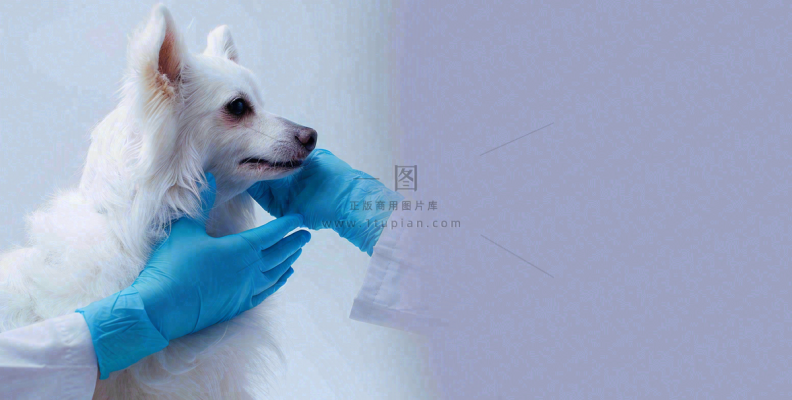 宠物医院猫狗生病救治摄影图 宠物医院猫狗生病救治摄影图