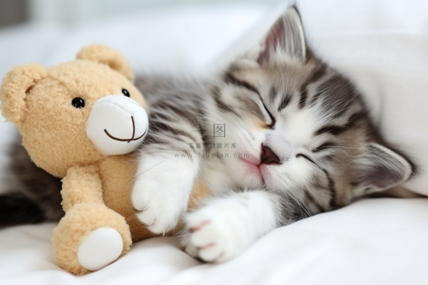 小猫咪抱着玩偶躺着床上睡觉摄影图