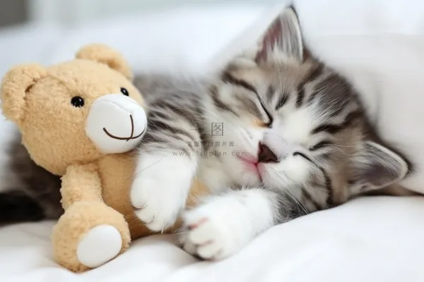 小猫咪抱着玩偶躺着床上睡觉摄影图