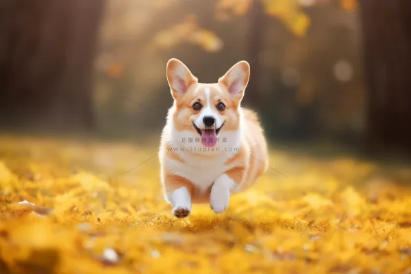 秋天柯基宠物狗在公园里玩耍奔跑摄影图