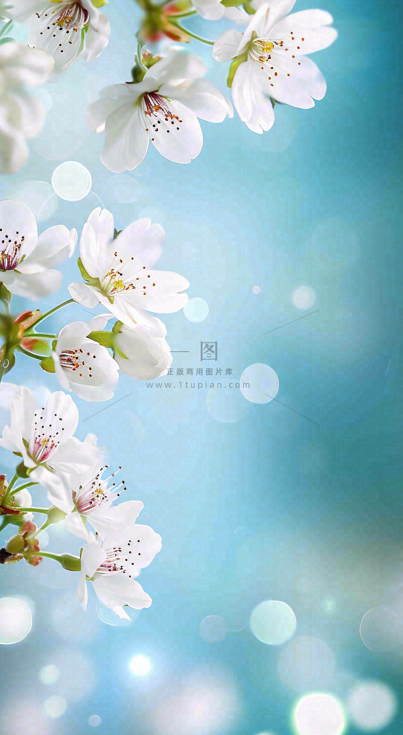 春天浪漫白色樱花花朵,立春春分摄影图