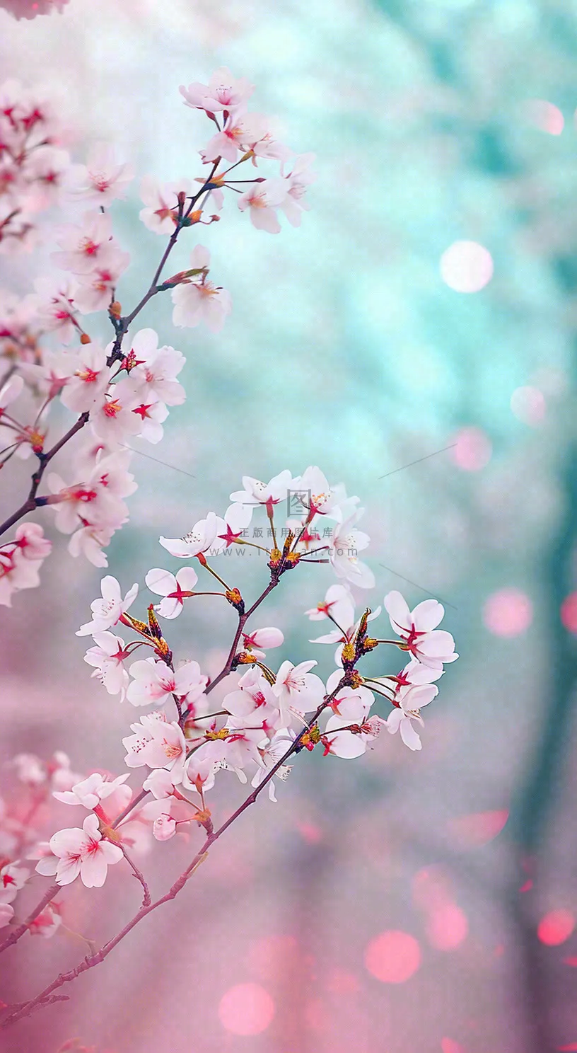 春天唯美清新白色鲜花樱花，文艺新鲜浪漫情人节摄影图