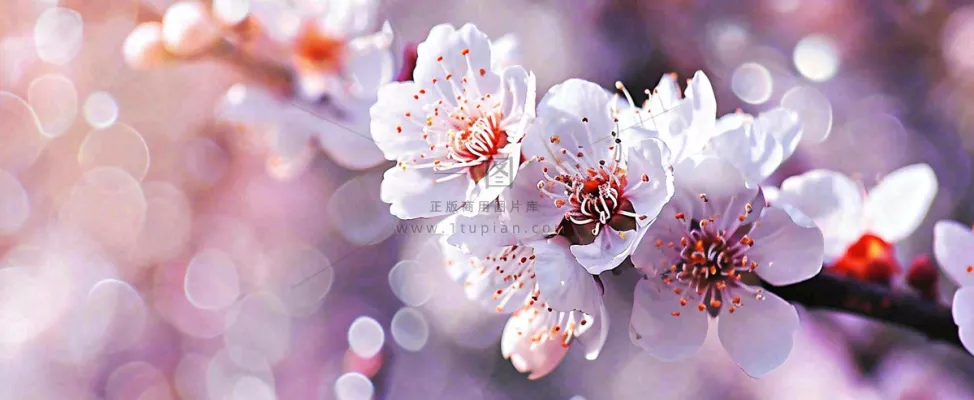 白色浪漫春季樱花花朵枝叶，立春惊蛰春分摄影图