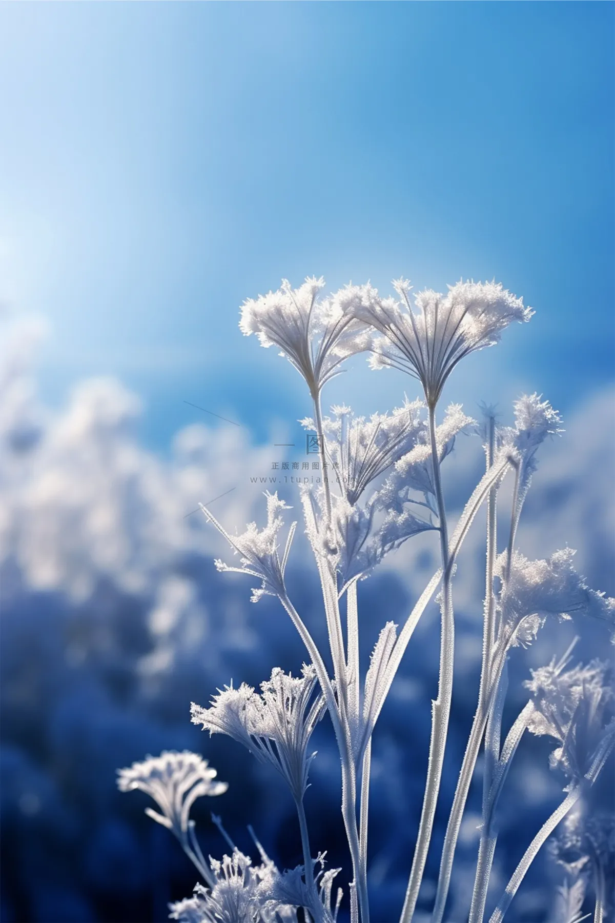 小雪冬季蓝色简约冰冷枝叶节气海报背景