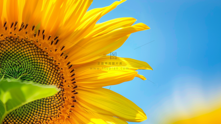 向日葵向阳鲜花摄影图 向日葵向阳鲜花摄影图