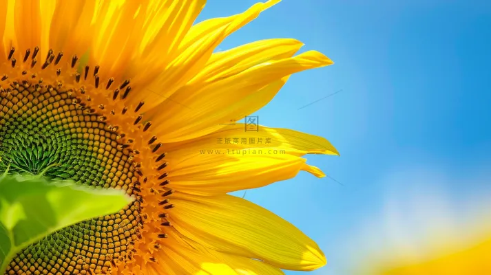 向日葵向阳鲜花摄影图 向日葵向阳鲜花摄影图