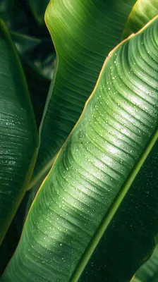香蕉树芭蕉叶绿色植物摄影图