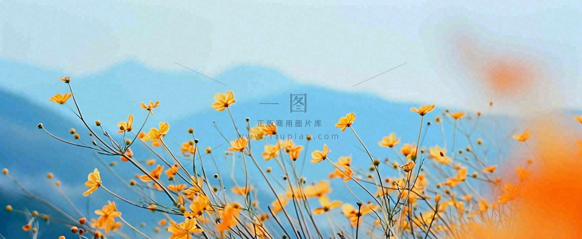 简约橙色小花鲜花,蓝色天空山脉虚幻意境摄影图