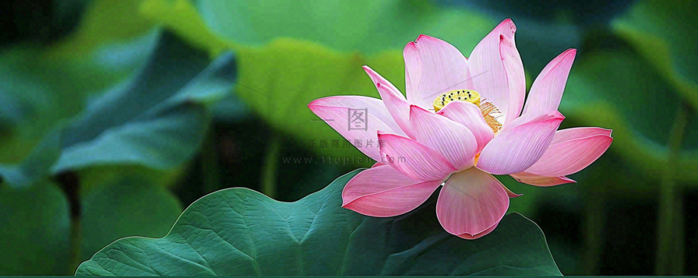 夏天荷塘盛开荷花荷叶绿色清新,夏至立夏大暑小暑处暑摄影图 夏天荷塘盛开荷花荷叶绿色清新,夏至立夏大暑小暑处暑摄影图