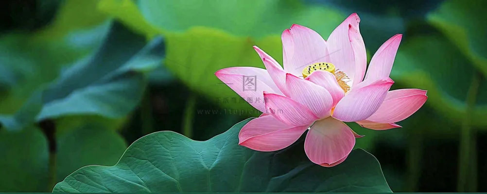 夏天荷塘盛开荷花荷叶绿色清新,夏至立夏大暑小暑处暑摄影图 夏天荷塘盛开荷花荷叶绿色清新,夏至立夏大暑小暑处暑摄影图