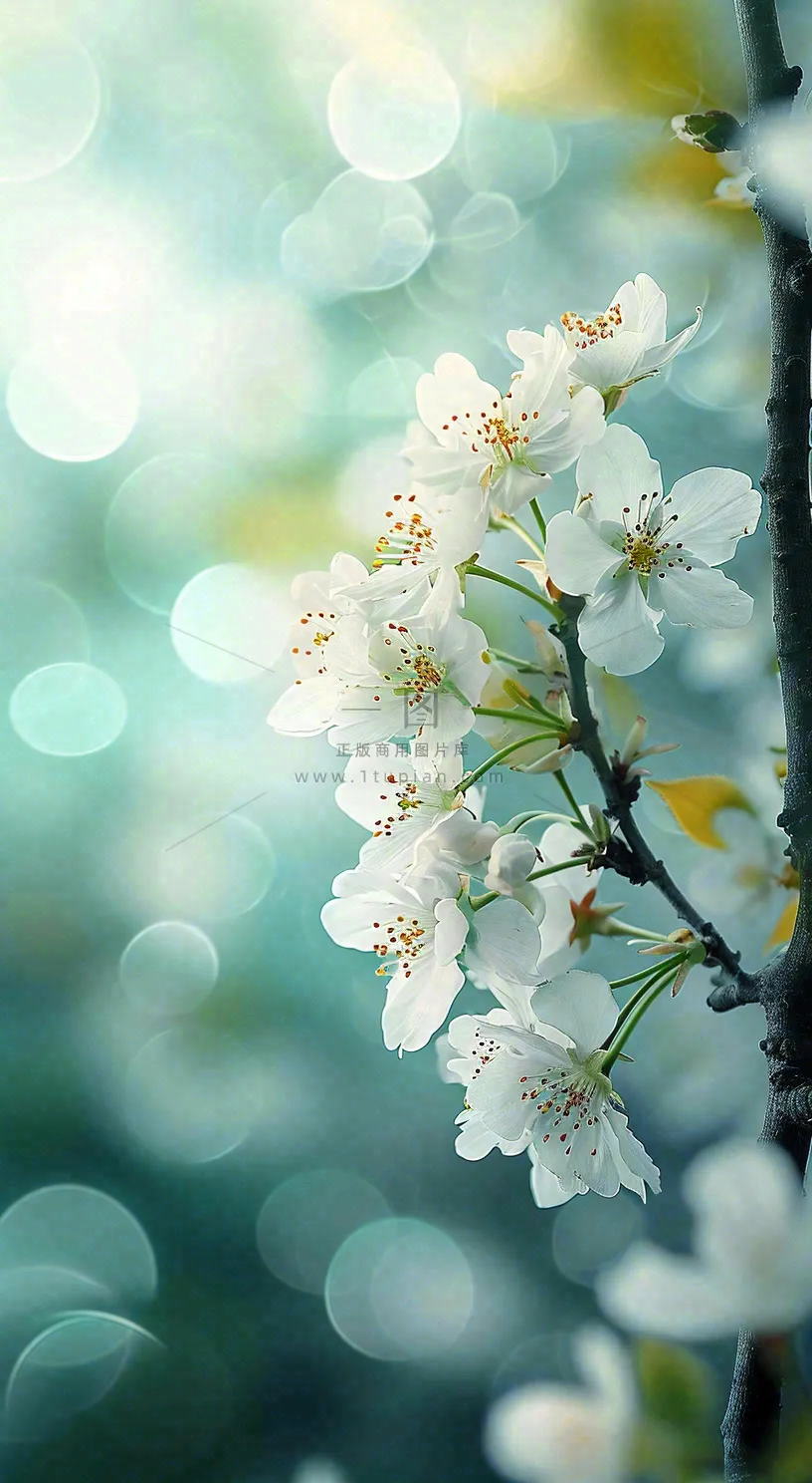 春天清新白色樱花浪漫花瓣枝叶，立春摄影图