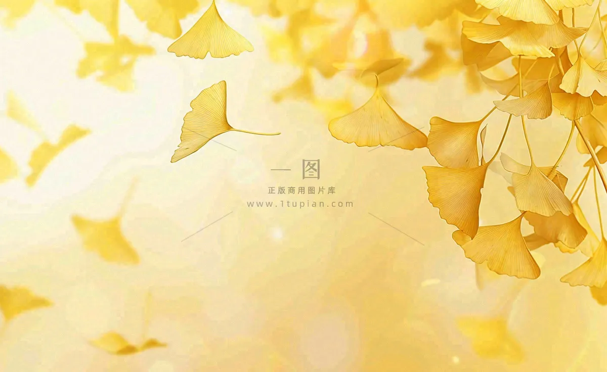 秋天银杏树黄叶落叶立秋秋分手绘插画背景