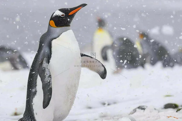 冰雪天地的企鹅寒冷动物摄影图