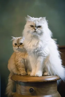 猫咪宠物猫可爱动物摄影图