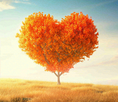 秋天爱心树木橙红色落叶蓝天温馨