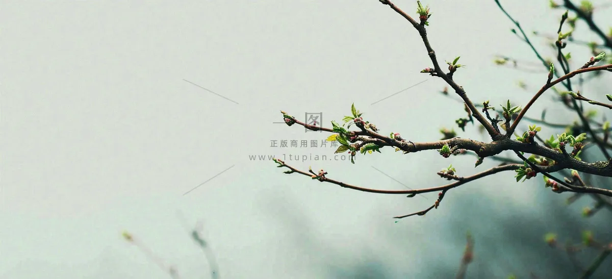 春天枝叶萌芽发芽绿叶，简约清新立春摄影图