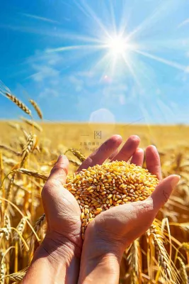 金黄的稻田手捧粮食珍惜粮食芒种世界粮食日摄影图 金黄的稻田手捧粮食珍惜粮食芒种世界粮食日摄影图
