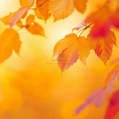 秋天秋意黄色落叶枫叶意境,秋分立秋摄影图 秋天秋意黄色落叶枫叶意境,秋分立秋摄影图