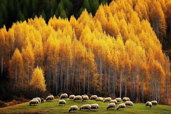 秋天风景黄色的树木森林羊群大自然风光摄影图 秋天风景黄色的树木森林羊群大自然风光摄影图