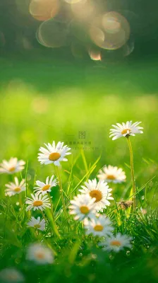 春天夏天草地绿叶小花阳光温馨,春分惊蛰谷雨摄影图 春天夏天草地绿叶小花阳光温馨,春分惊蛰谷雨摄影图
