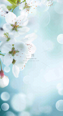 蓝色浪漫白色樱花花朵枝叶,立春惊蛰春分摄影图 蓝色浪漫白色樱花花朵枝叶,立春惊蛰春分摄影图