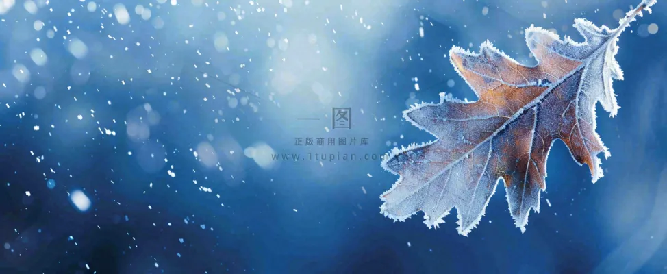 冬季大雪植物叶子上的雪花霜降小寒小雪大雪摄影图