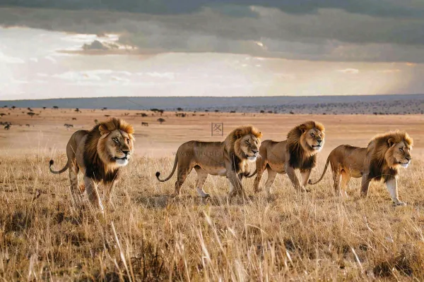 狮子动物非洲草原保护动物摄影图