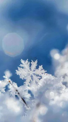 冬天结霜的植物白霜寒冷霜降摄影图 冬天结霜的植物白霜寒冷霜降摄影图