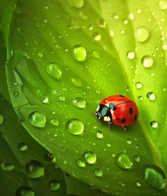 春天夏天七星瓢虫动物昆虫在绿叶上,谷雨立夏夏至小暑摄影图 春天夏天七星瓢虫动物昆虫在绿叶上,谷雨立夏夏至小暑摄影图