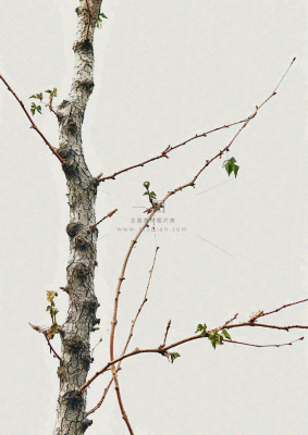 简约白底户外枝叶树枝,极简中国风,立冬摄影图 简约白底户外枝叶树枝,极简中国风,立冬摄影图