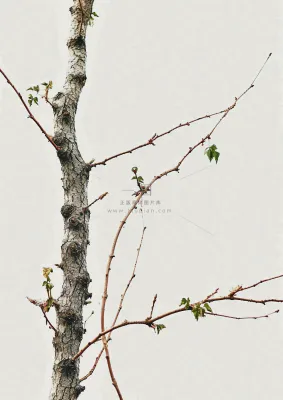 简约白底户外枝叶树枝,极简中国风,立冬摄影图 简约白底户外枝叶树枝,极简中国风,立冬摄影图