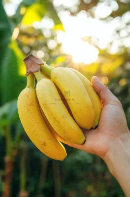 香蕉成熟水果摄影图 香蕉成熟水果摄影图