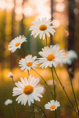 落日小花小草花朵特写，郊游玩耍意境摄影图