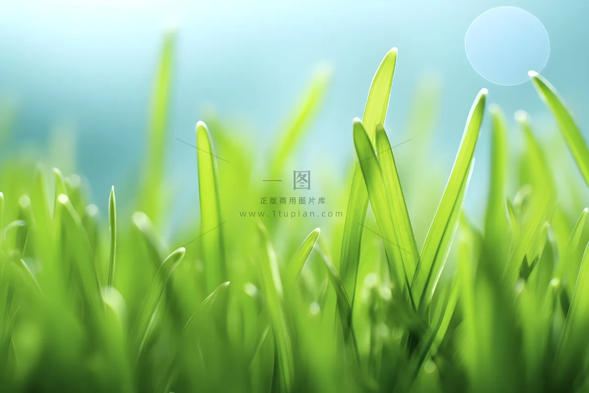 小草嫩叶嫩芽绿色海报素材背景