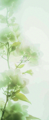 白色清新花朵朦胧唯美意境,鲜花摄影图 白色清新花朵朦胧唯美意境,鲜花摄影图