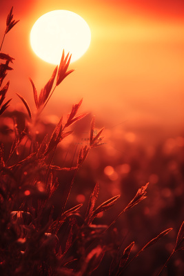 落日枝叶露珠意境晚霞背景