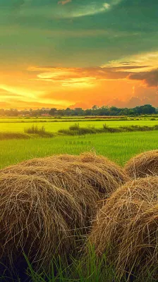 春天落日温馨稻草水稻农田种植，小满芒种摄影图