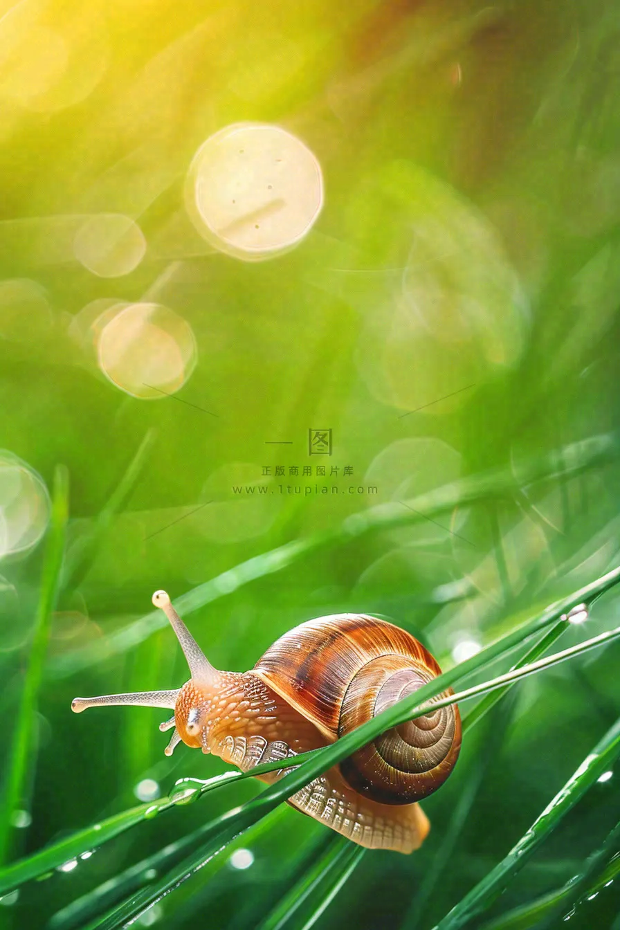 春夏草地上的蜗牛露珠惊蛰春分立夏摄影图