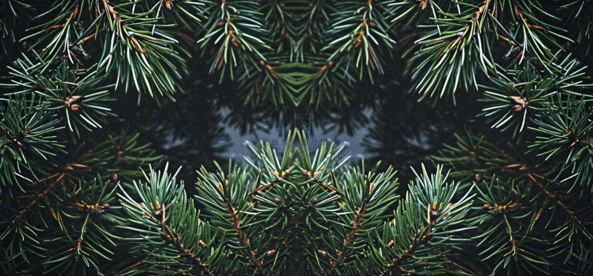 绿色绿植枝叶镜像镜头，新鲜生命力摄影图