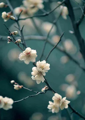 冬天浪漫白色花朵枝叶，冬季植物大雪小雪冬至新春摄影图