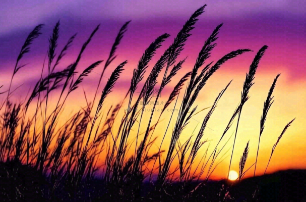 夕阳晚霞芦苇唯美摄影图